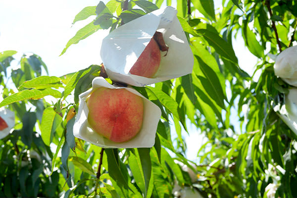 あかつき木なり